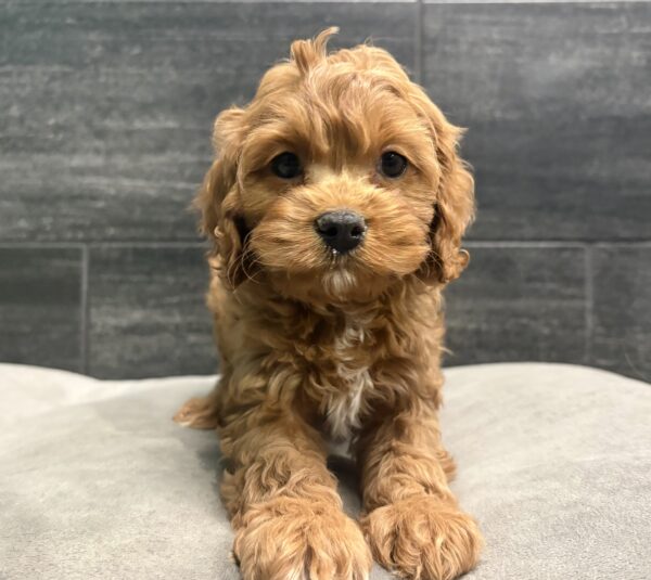 [#253234-03]  - Red / White F Cavapoo Puppies for Sale