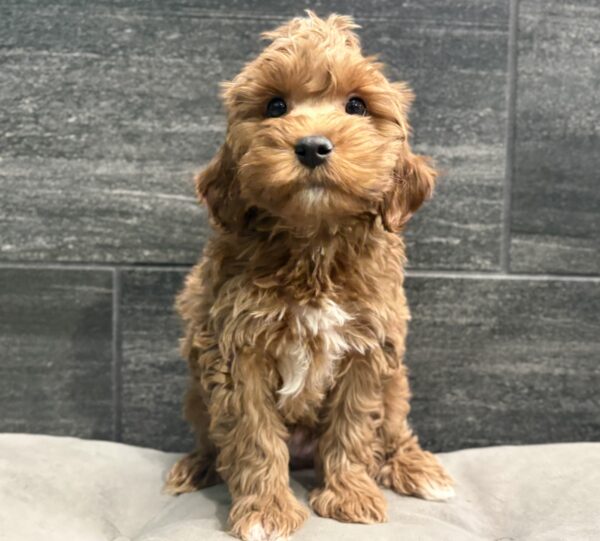 [#253299-02]  - Red / White M Yorkiepoo Puppies for Sale