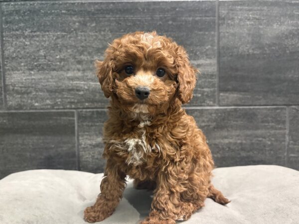 [#253226-01]  - Red / White M Cavapoo F1B Puppies for Sale