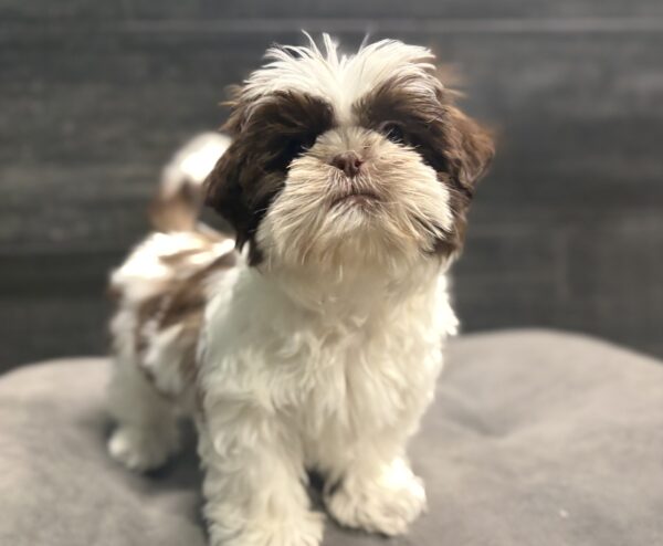 [#253230-04]  - Chocolate / White F Shih Tzu Puppies for Sale