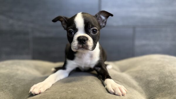 [#253146-04]  - Black / White F Boston Terrier Puppies for Sale