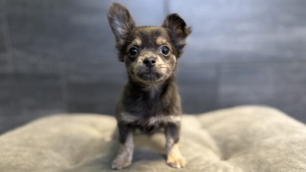 [#25844-02]  - Blue / Tan F Chihuahua Puppies for Sale