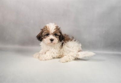 [#M13081]  - Red and White F Shih -Poo Puppies for Sale