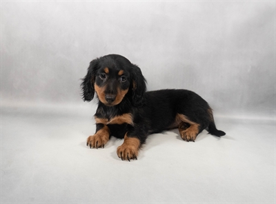 [#M13525]  - Black and Tan F Dachshund Puppies for Sale
