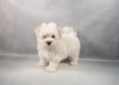 [#M15414]  - White M Maltese Puppies for Sale