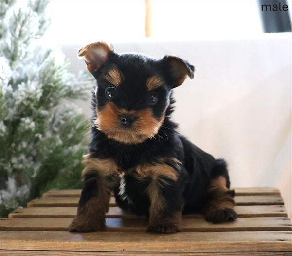 [#267-01]  - Black / Tan M Yorkshire Terrier Puppies for Sale