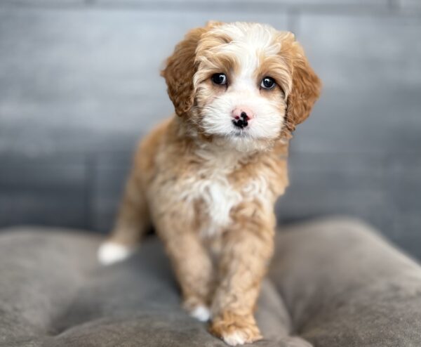 [#253563-04]  - Red / White M Bernedoodle Mini Puppies for Sale