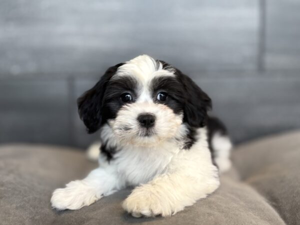 [#253523-03]  - Black / White F Teddy Bear Puppies for Sale