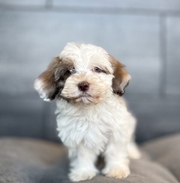 [#253773-02]  - Chocolate / White M Havanese Puppies for Sale