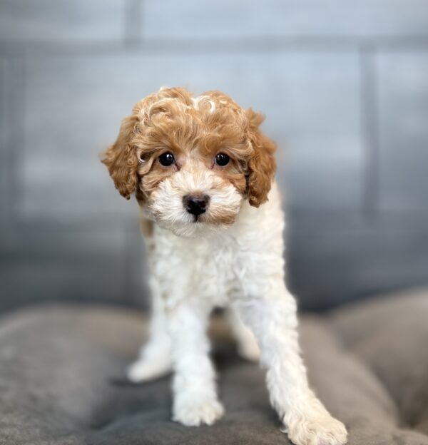 [#253746-07]  - White / Brown F Goldendoodle Mini 2nd Gen Puppies for Sale