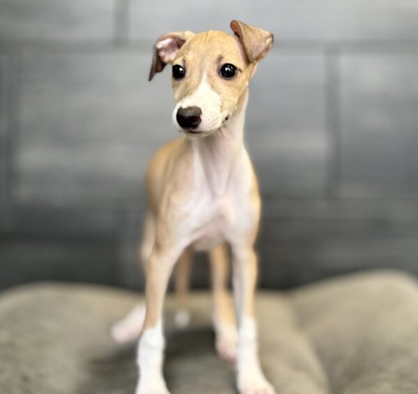 [#253475-05]  - Red F Italian Greyhound Puppies for Sale