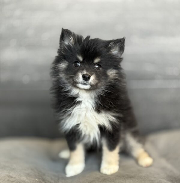 [#253449-05]  - Black / White F Pomsky 2nd Gen Puppies for Sale