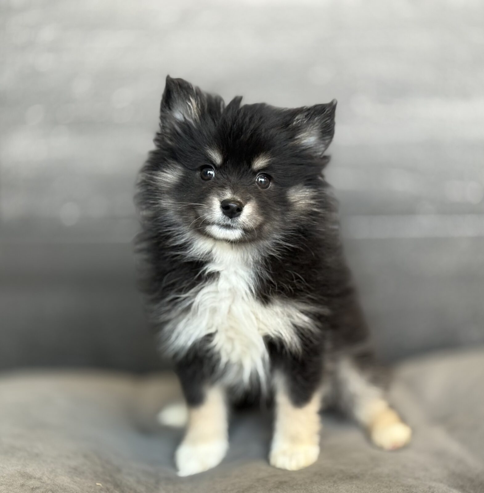 Pomsky 2nd Gen – 4066