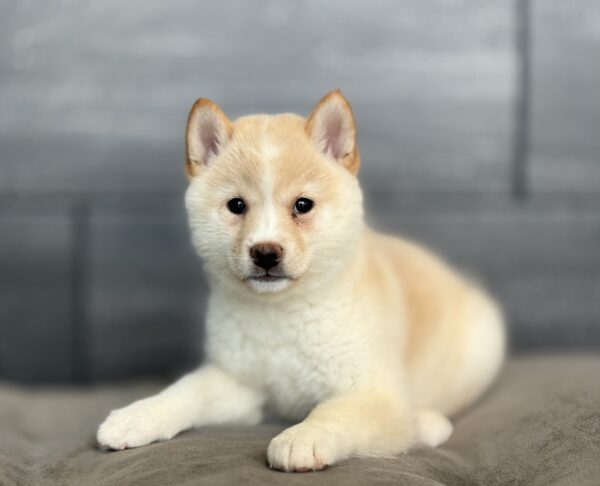 [#253362-05]  - Cream F Shiba Inu Puppies for Sale