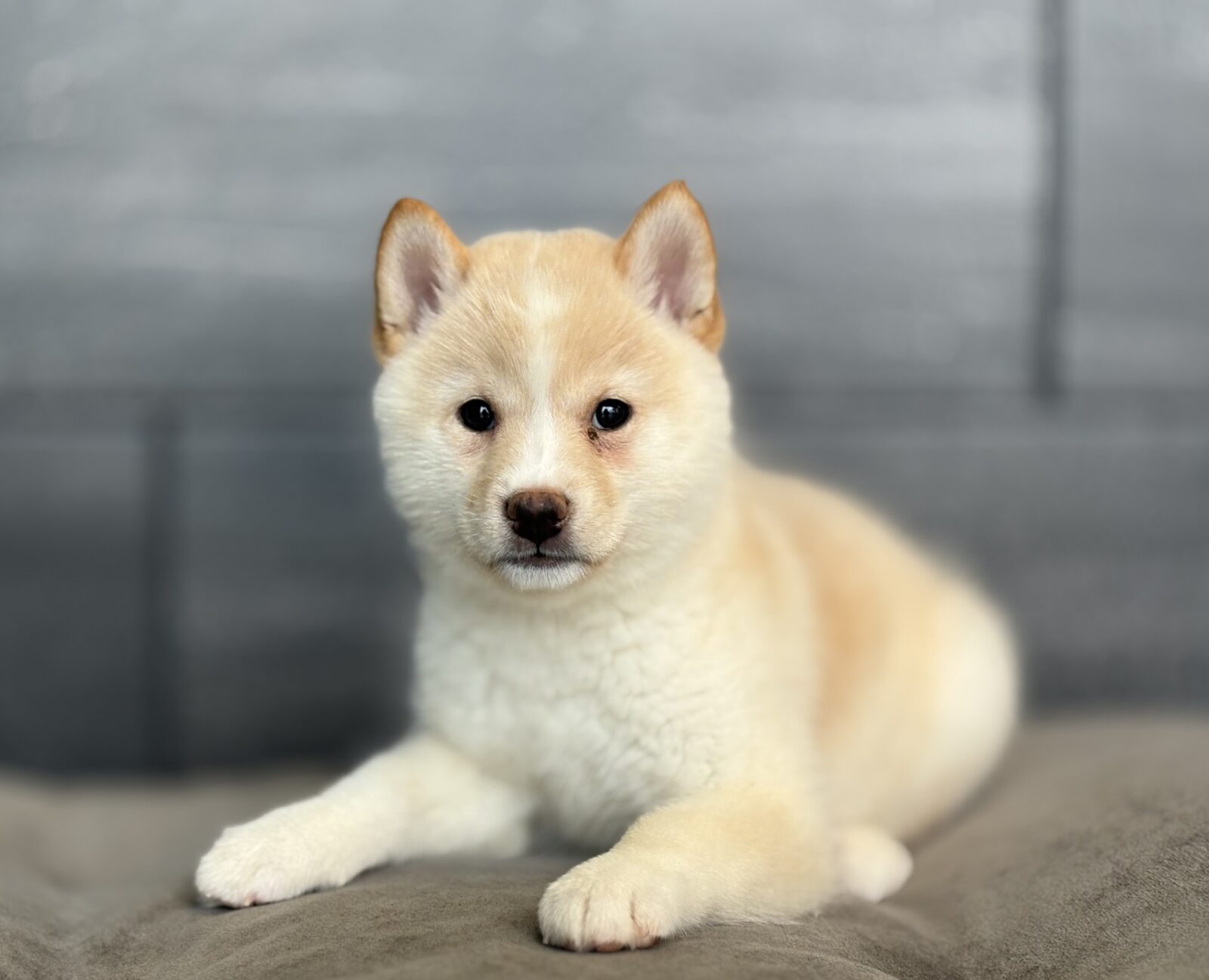 Shiba Inu – 4061