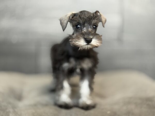 [#253241-06]  - Black F Miniature Schnauzer Puppies for Sale