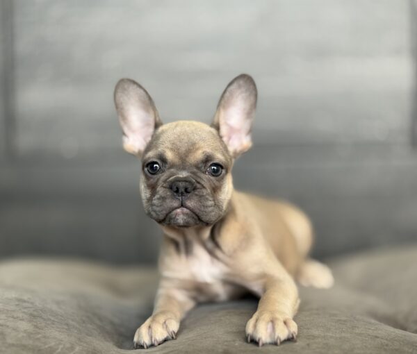 [#253209-02]  - Blue Fawn M French Bulldog Puppies for Sale