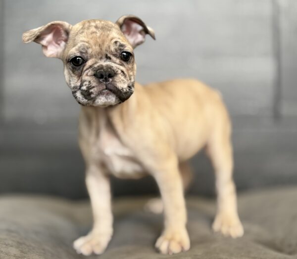 [#253209-03]  - Fawn Merle F French Bulldog Puppies for Sale