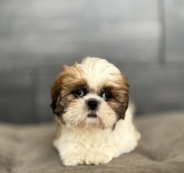 [#253338-01]  - Brown Sable M Shih Tzu Puppies for Sale