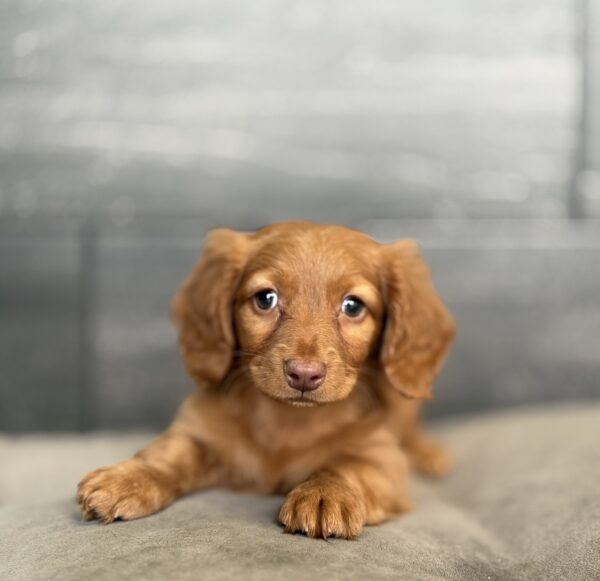 [#253448-02]  - Fawn M Dachshund Puppies for Sale
