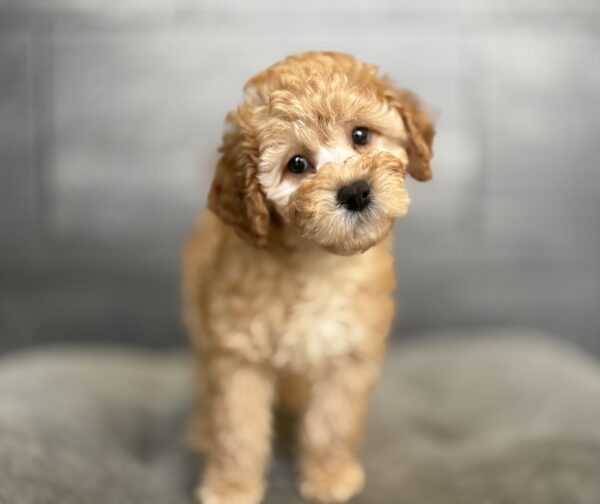 [#253421-04]  - Red F Poodle Puppies for Sale