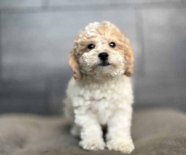 [#253717-02]  - White / Brown M Bichapoo Puppies for Sale