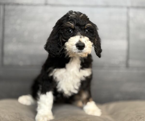 [#253392-07]  - Black F Bernedoodle Puppies for Sale