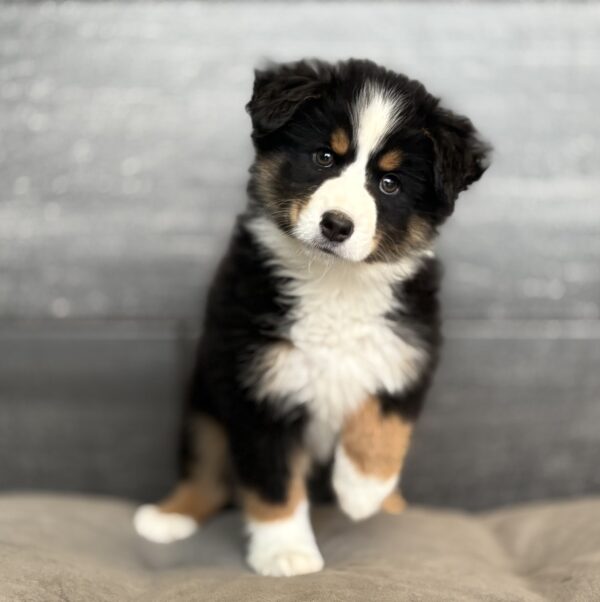 [#M15011]  - Black White and Tan M Miniature American Shepherd Puppies for Sale