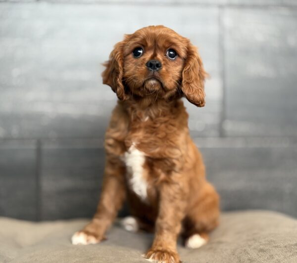 [#M15321]  - Ruby F Cavalier King Charles Spaniel Puppies for Sale