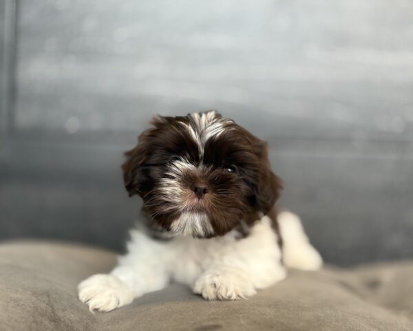 [#M14675]  - Liver and White M Shih Tzu Puppies for Sale