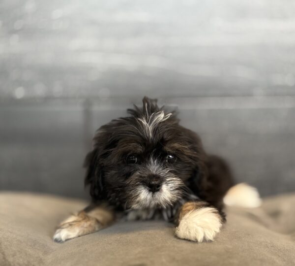[#M15716]  - Black and Tan F Lhasa Apso Puppies for Sale