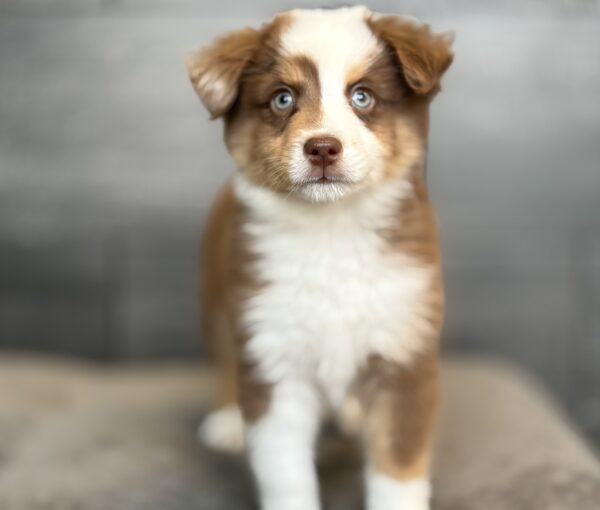 [#M15016]  - Red M Miniature American Shepherd Puppies for Sale