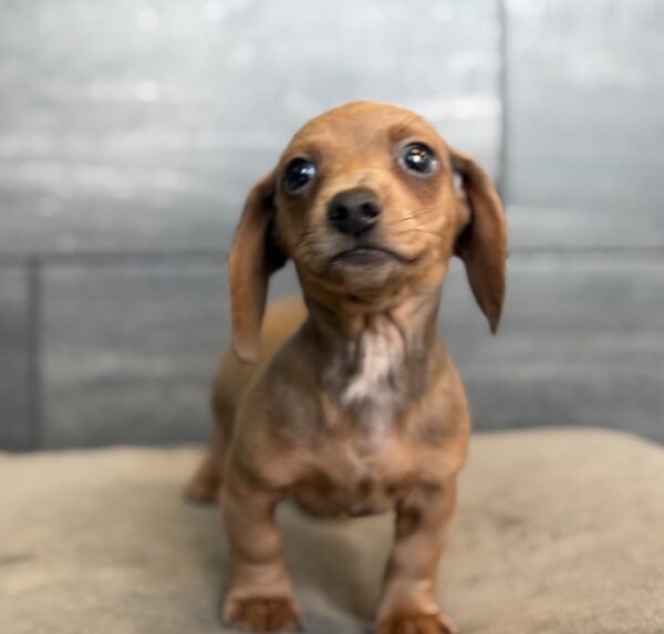 [#25901-01]  - Red M Dachshund Puppies for Sale
