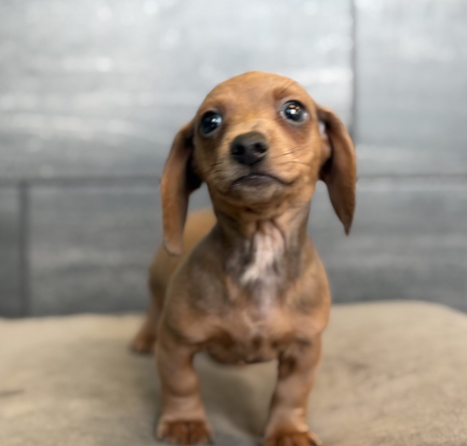 Dachshund – 4080