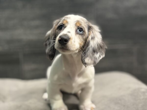 [#M14298]  - Black and Silver Dapple F Dachshund Puppies for Sale