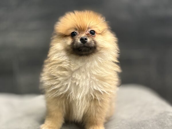 [#M14406]  - Orange Sable M Pomeranian Puppies for Sale
