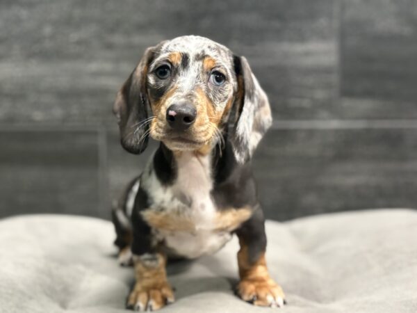 [#M14300]  - Black and Silver Dapple M Dachshund Puppies for Sale
