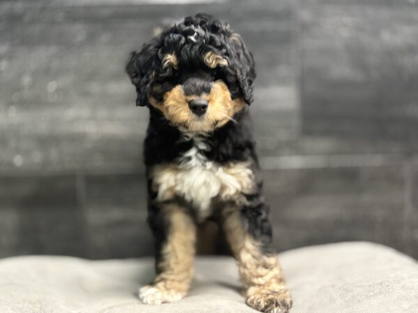[#253252-01]  - Black White / Tan M Bernedoodle Mini 2nd Gen Puppies for Sale