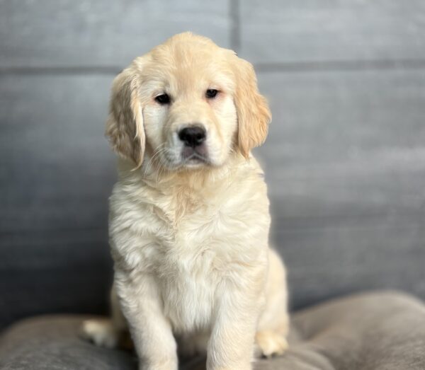 [#253408-06]  - Light Golden F Golden Retriever Puppies for Sale