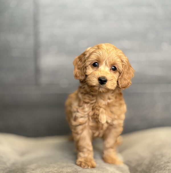 [#253541-07]  - Apricot F Goldendoodle Mini 2nd Gen Puppies for Sale