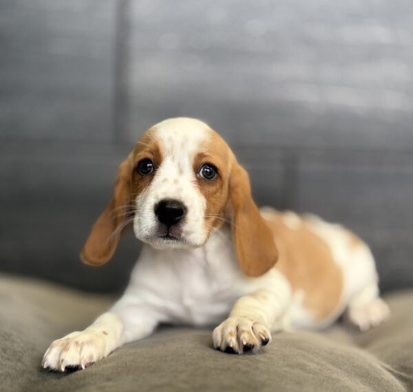 [#253465-02]  - Red / White M Beagalier Puppies for Sale