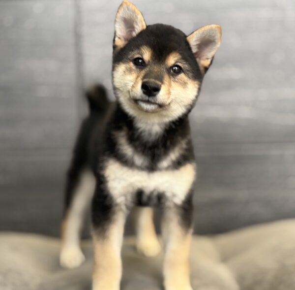 [#253361-02]  - Black F Shiba Inu Puppies for Sale