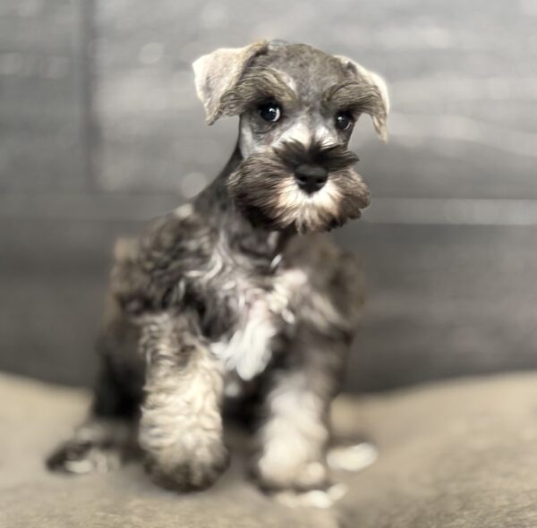 [#253388-01]  - Salt / Pepper M Miniature Schnauzer Puppies for Sale
