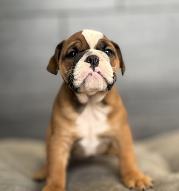[#2612-04]  - F Bulldog Puppies for Sale