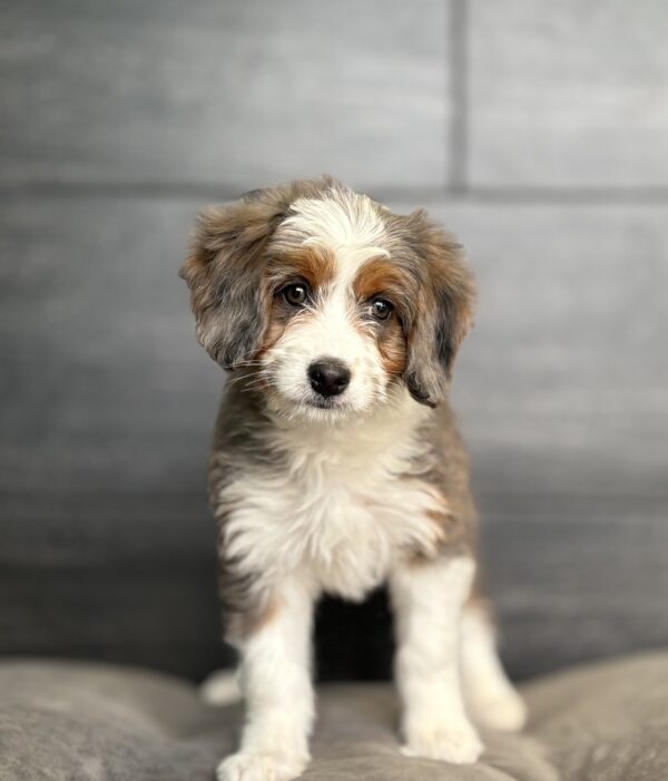 [#253820-06]  - Merle F Bernedoodle Mini Puppies for Sale