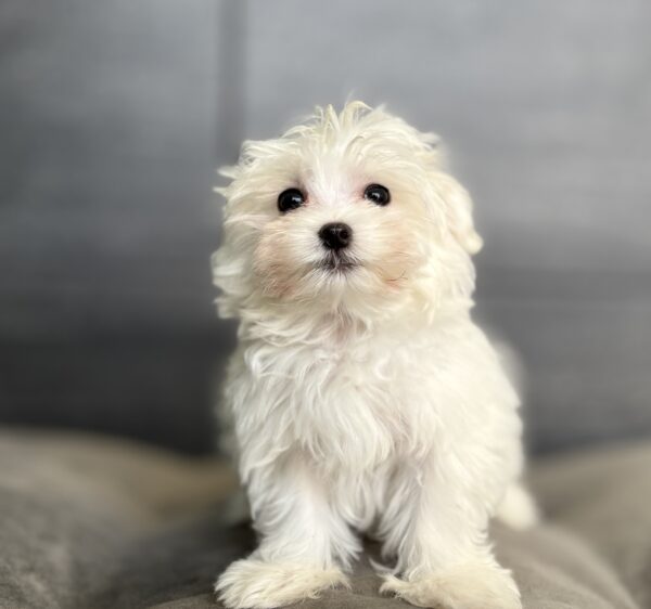 [#253308-03]  - White M Maltese Puppies for Sale