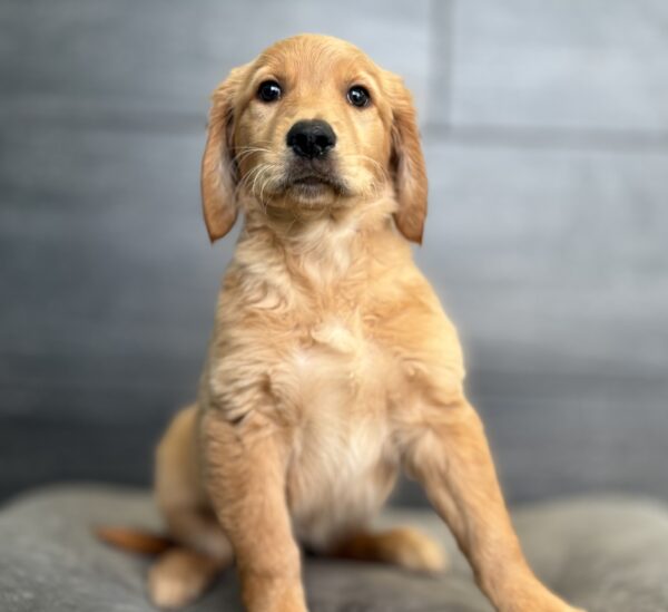 [#M15236]  - Dark Golden  F Golden Retriever Puppies for Sale