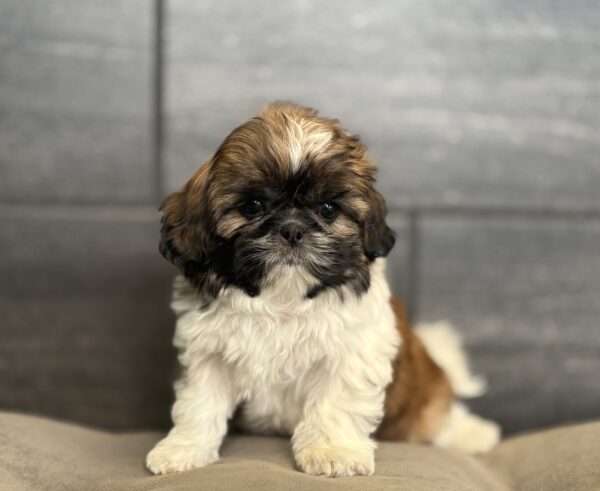 [#253640-05]  - Brown Sable F Shih Tzu Puppies for Sale