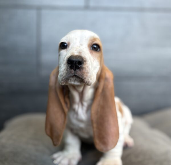 [#M15124]  - White and Red F Basset Hound Puppies for Sale