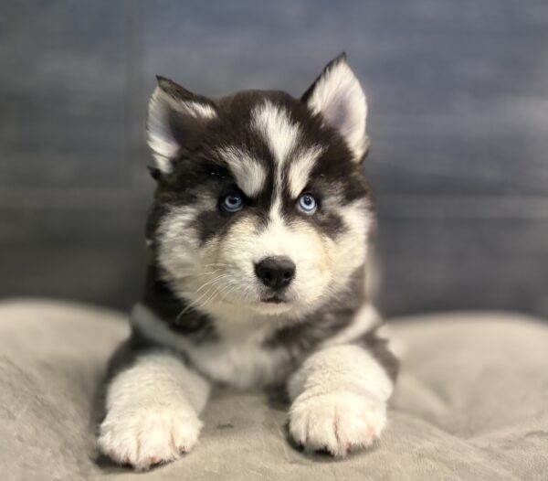 [#253667-01]  - Black / White M Siberian Husky Puppies for Sale